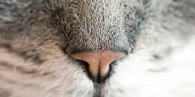 Decentralized ledger concept